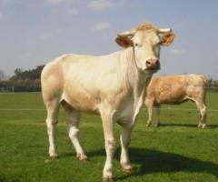 Vente de viande bovine bio