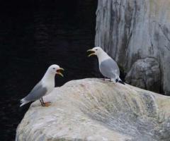 Presqu'île de Crozon et Ouessant en randonnée