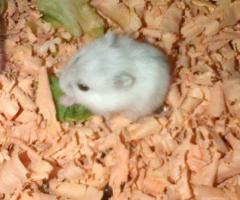 Hamster russe à donner - 1