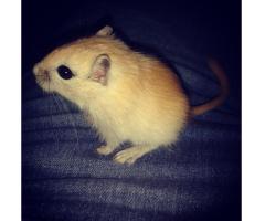 2 Gerbilles mâles (1 adulte, 1 enfant) à vendre !