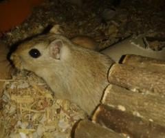 2 Gerbilles mâles (1 adulte, 1 enfant) à vendre !