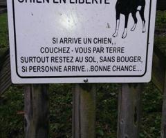 Autocollant dessin de votre chien