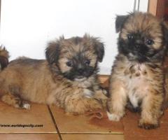 ADORABLES Chiots LHASSA APSO