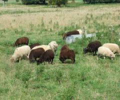 moutons nains d'ouessant (tondeuse écologique)