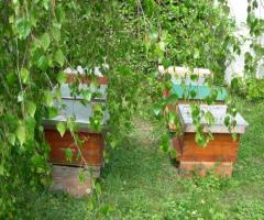 Abeilles douces en Ile-de-France