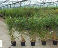 bambous 70 variétés en production