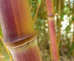 bambous 70 variétés en production - 2