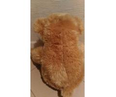 doudou XL – grande peluche ours 71 cm