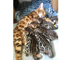 A donner Chatons Bengal